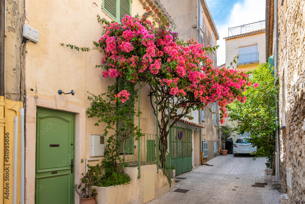 Colorful pink blossom bougainvillea flowers line the narrow streets of the Old Town area of the Mediterranean city of Saint-Tropez on the Cote d'Azur.