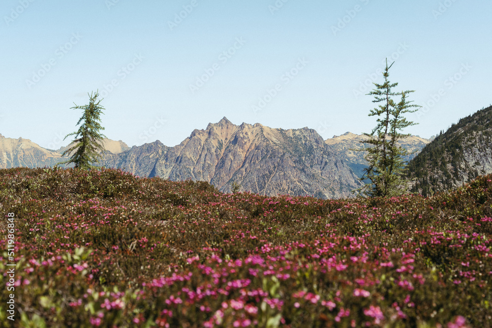 North Cascade Mountains during Summer
