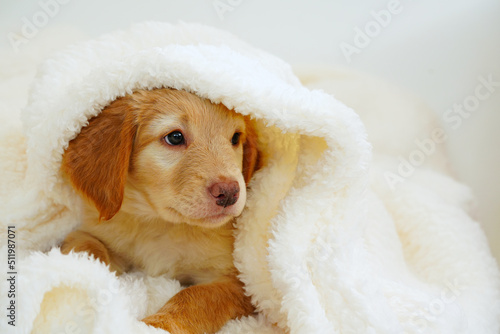 cute hovawart puppy looks out from under white blankets. Muzzle cute sleeping puppy looks out from under the blanket. postcard, sweet puppy. beige pup golden retriever