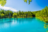 北海道、美瑛町の青い池。初夏6月