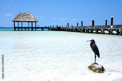 a bird on a paradisiacal beach photo
