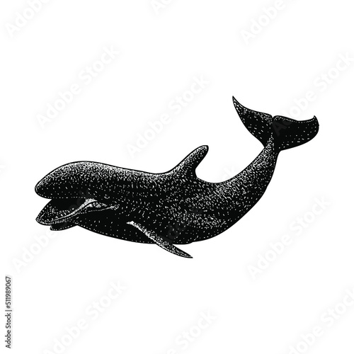 False Killer Whale hand drawing vector illustration isolated on background