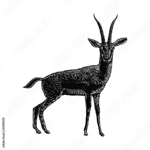 Gazelle hand drawing vector illustration isolated on background