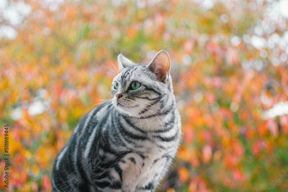 Naklejka premium 紅葉と猫