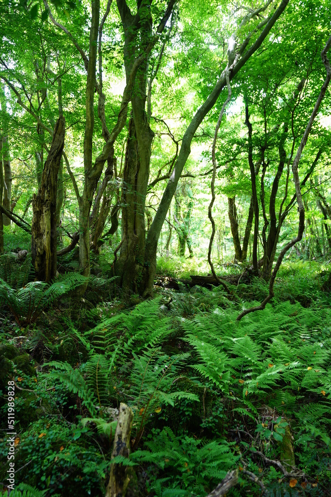 Obraz premium old trees and fern and vines in spring forest 