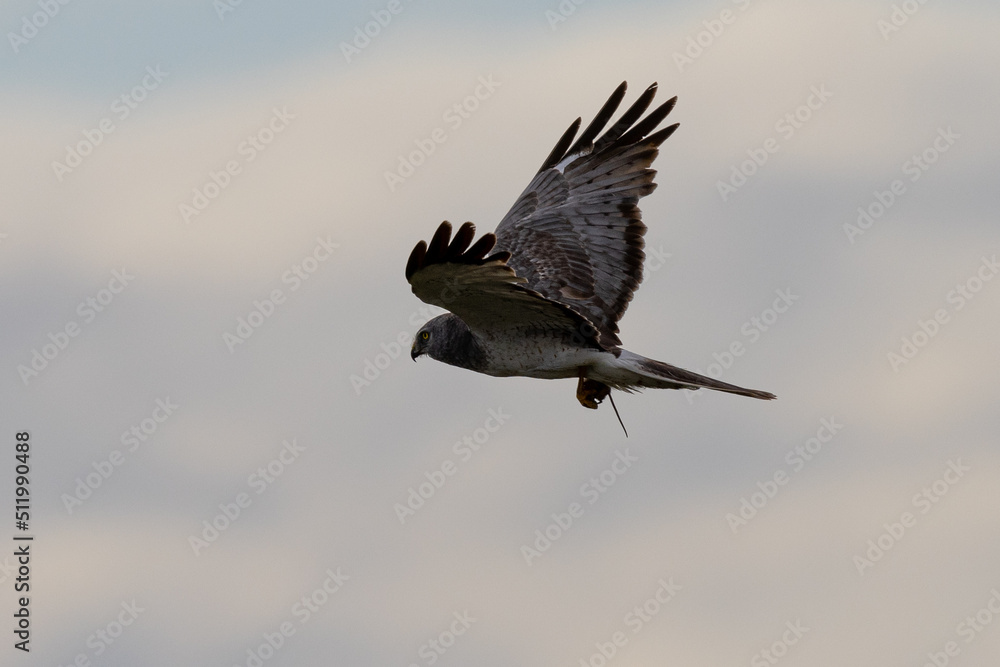Male hen harrier (Northern harrier) flying with a prey in his talons, seen in the wild in North California Male hen harrier (Northern harrier) flying with a prey in his talons, seen in the wild in North California
