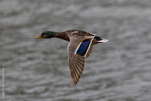 Very close view of a male wild duck flying,  seen in a North California marsh
