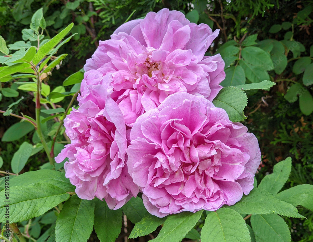 Old fashioned or antique roses have a dense random arrangement of their petals