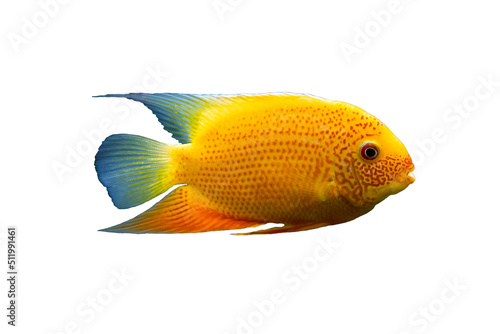 Heros severus or cichlasoma severum fish in aquarium on blurred background photo