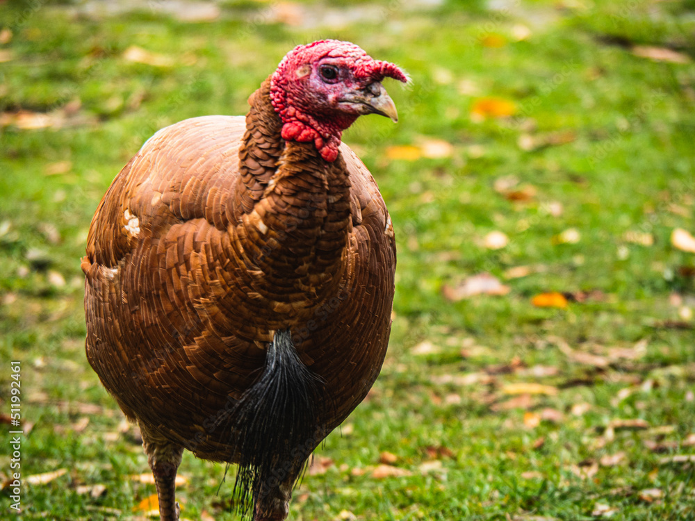 Fototapeta premium Chicken in the farm
