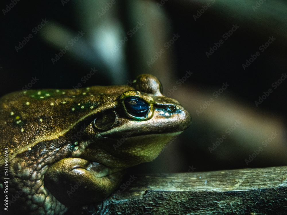 Fototapeta premium frog on the leaf