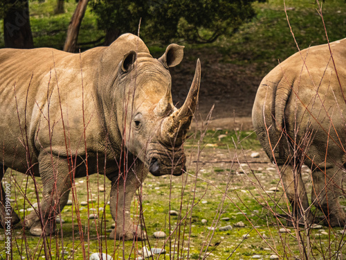 rhino in the zoo