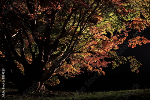 Fototapete 【長野県】夜の大峰高原七色大カエデ