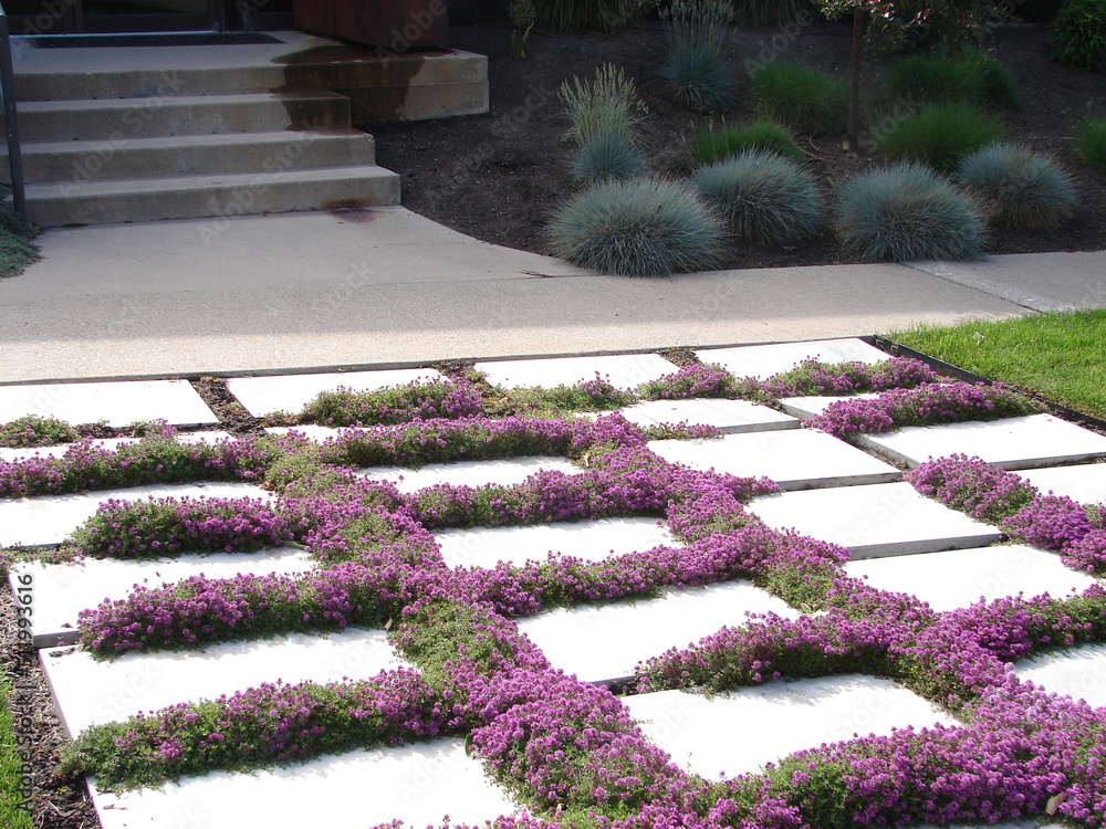 Elfin Thyme Between Pavers