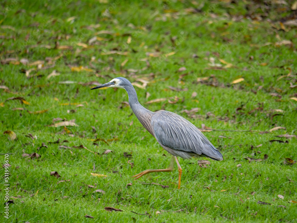 Fototapeta premium Grey Heron Striding