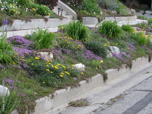 parking strip planted with water wise, drought tolerant plants, flowers and foliage