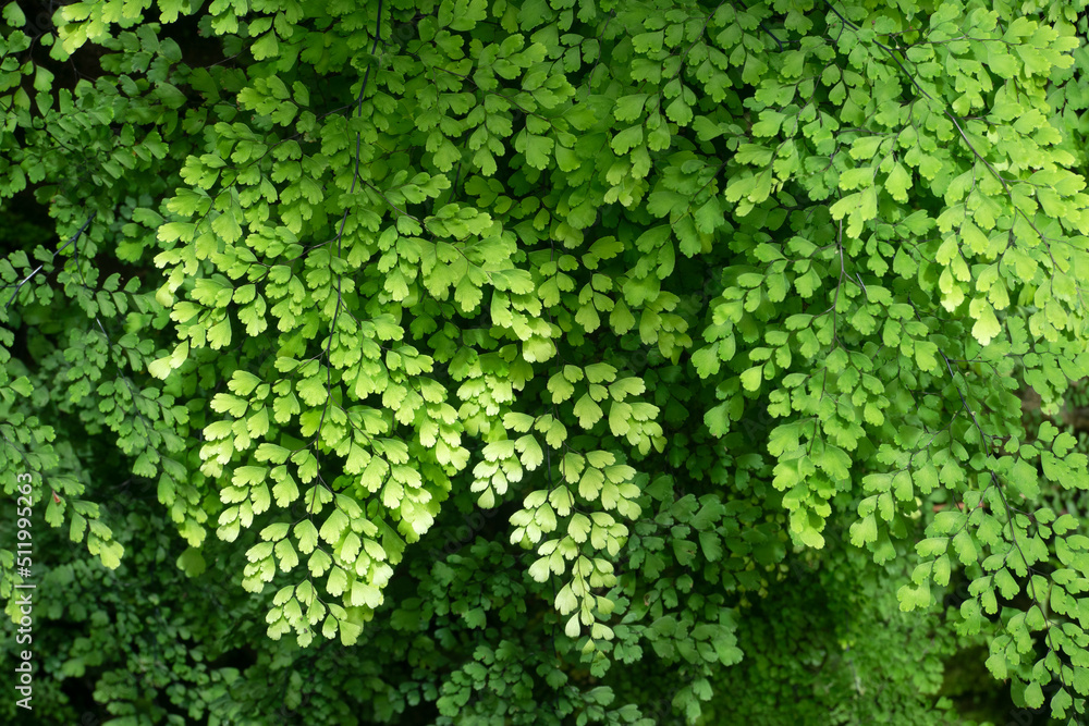 Fern leaves in tropical rainforest. Fern leaves in tropical rainforest.