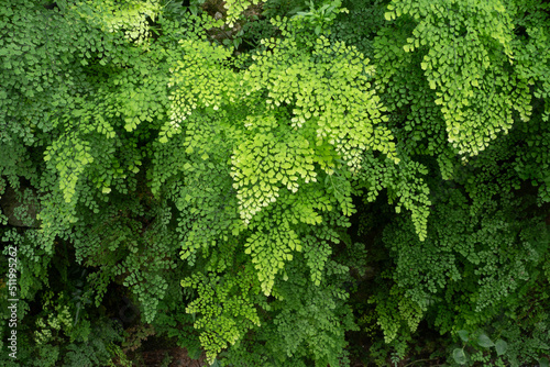 Fern leaves in tropical rainforest.