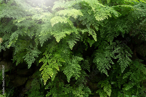 Fern leaves in tropical rainforest.