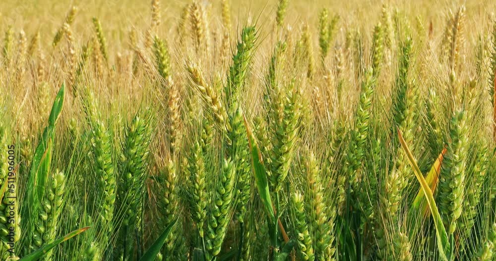 Fresh ears of green wheat on nature in spring field. Agriculture scene. Green Wheat field nature landscape. Fresh ears of green wheat on nature in spring field. Agriculture scene. Green Wheat field nature landscape.