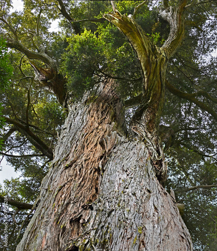 Thousand Year Old Mills Totara Tree at Peel Forest, NZ