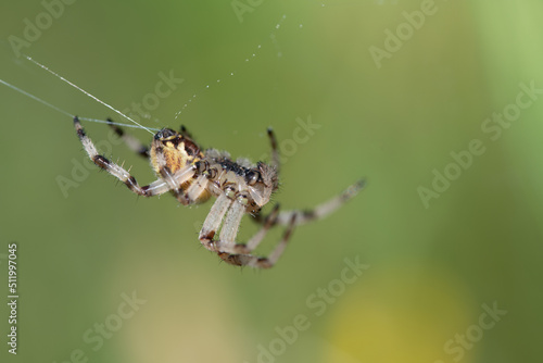 A young garden spider (Araneus) hanging on a thin thread against a green background. The spider is spinning its web. The thread is produced on the abdomen.