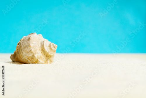 Beautiful rapana shell on the sandy beach. Summer vacation background.