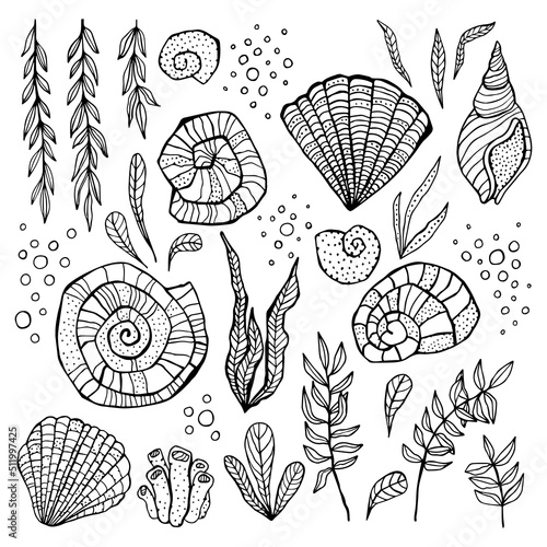 Shells, algae, corals. Black and white illustration of the underwater world.