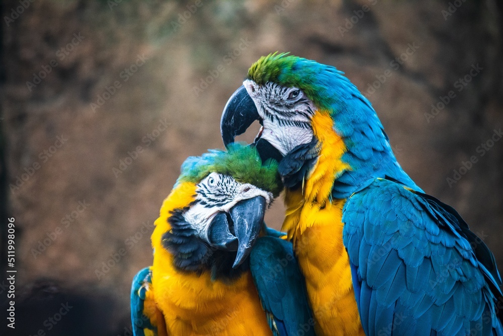 Fototapeta premium blue and yellow macaw