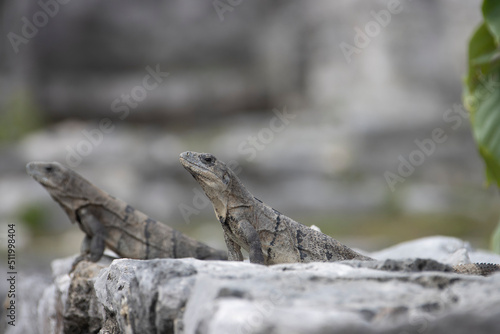 iguanas en TULUM MEXICO