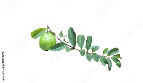 Green guava fruit (psidium guajava) with long stem and green leaf hanging in garden farm isolated on white background , clipping path photo