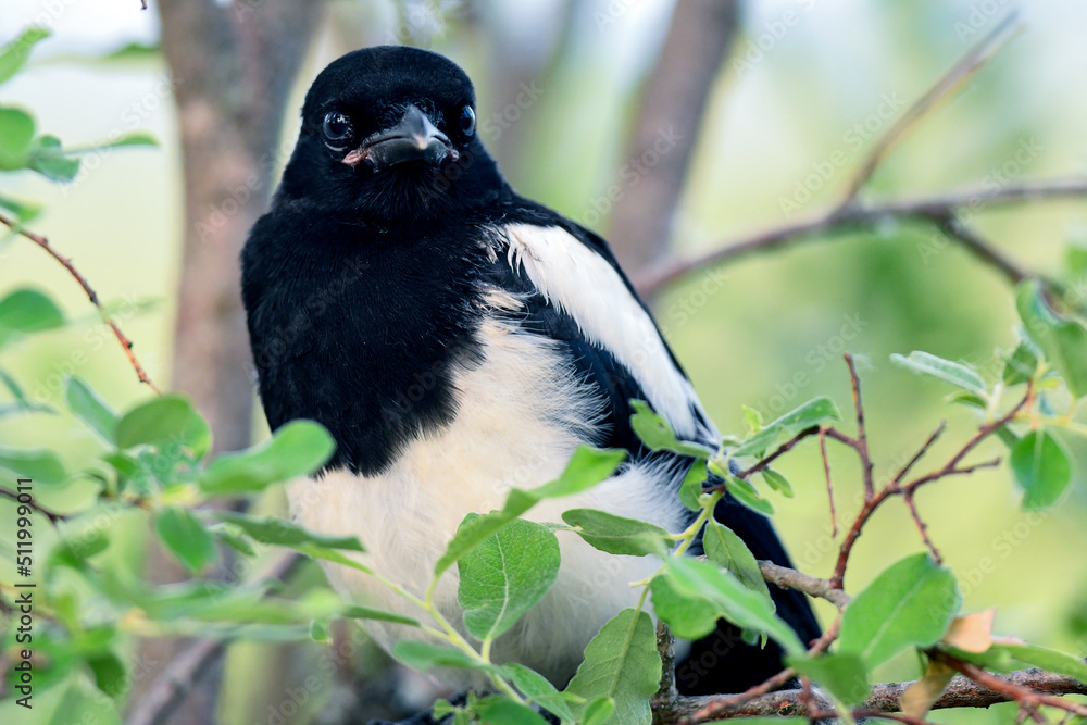 Poster, Print A juvenile black-billed magpie (Pica hudsonia) displays a  typical corvid personality, 40x26.7 cm