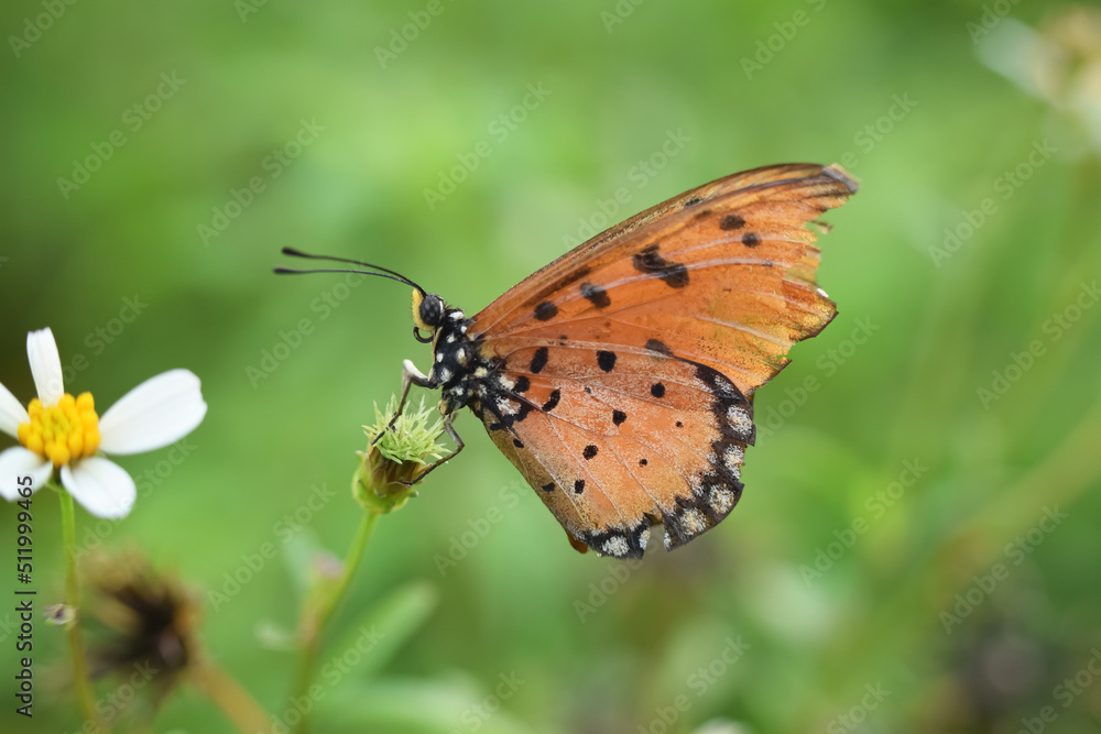 Plain Tiger Butterfly, orange butterfly, clinging to the flower in nature.
Plain Tiger Butterfly, orange butterfly, clinging to the flower in nature.