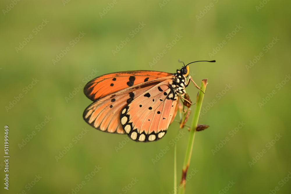 Plain Tiger Butterfly, orange butterfly, clinging to the flower in nature.
Plain Tiger Butterfly, orange butterfly, clinging to the flower in nature.