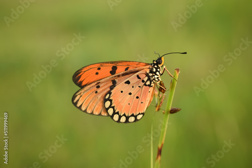 Plain Tiger Butterfly, orange butterfly, clinging to the flower in nature. 
