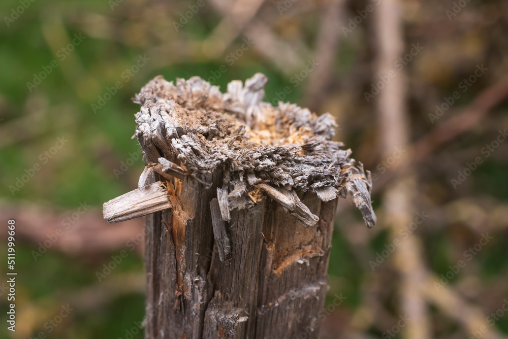 the top of an old wooden post
