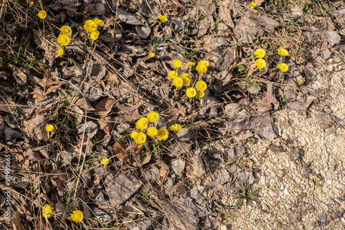 Obraz na płótnie yellow flowering coltsfoot on a sunny day in spring w salonie