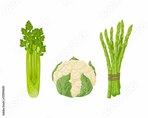 Cauliflower, asparagus and celery. An image of ripe vegetables such as asparagus, celery and cauliflower. Vegetarian organic food. Vector illustration isolated on a white background.