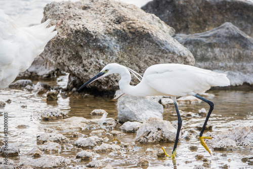 The small white heron or Little egret stands in the lake