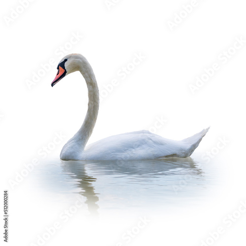 Graceful white Swan swimming in the lake  isolated on white background. Portrait of a white swan swimming on a lake.