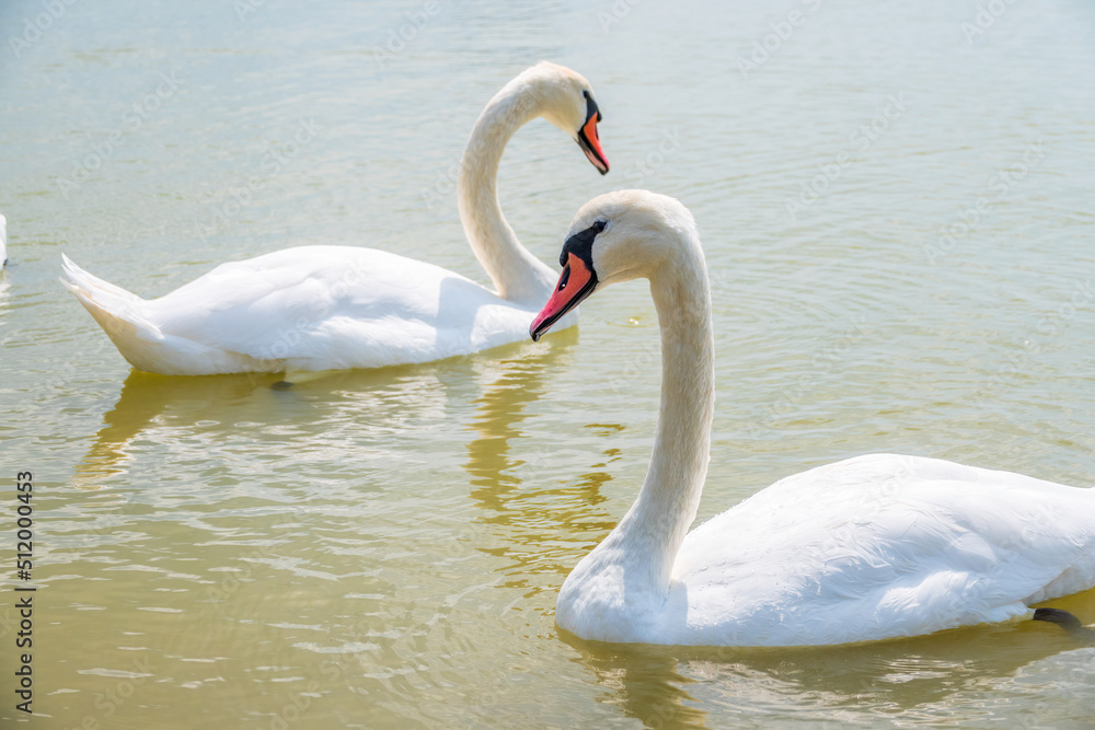 Two Graceful white Swans swimming in the lake, swans in the wild Two Graceful white Swans swimming in the lake, swans in the wild