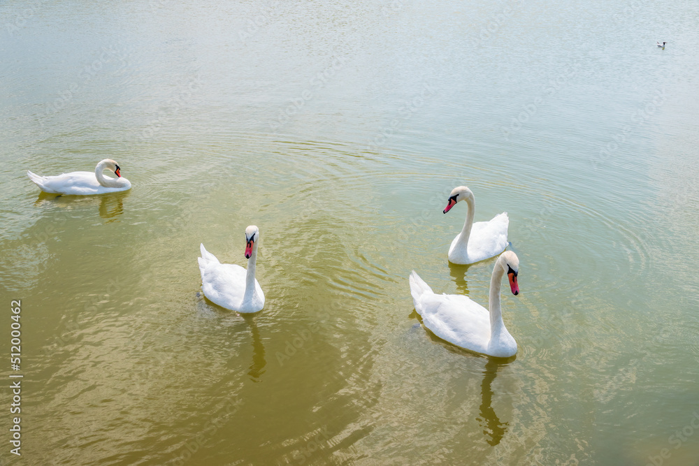 A large flock of graceful white swans swims in the lake., swans in the wild