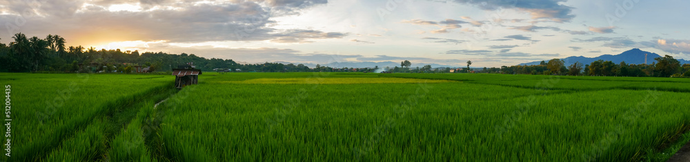 Landscape green rice field landscape in rainy season