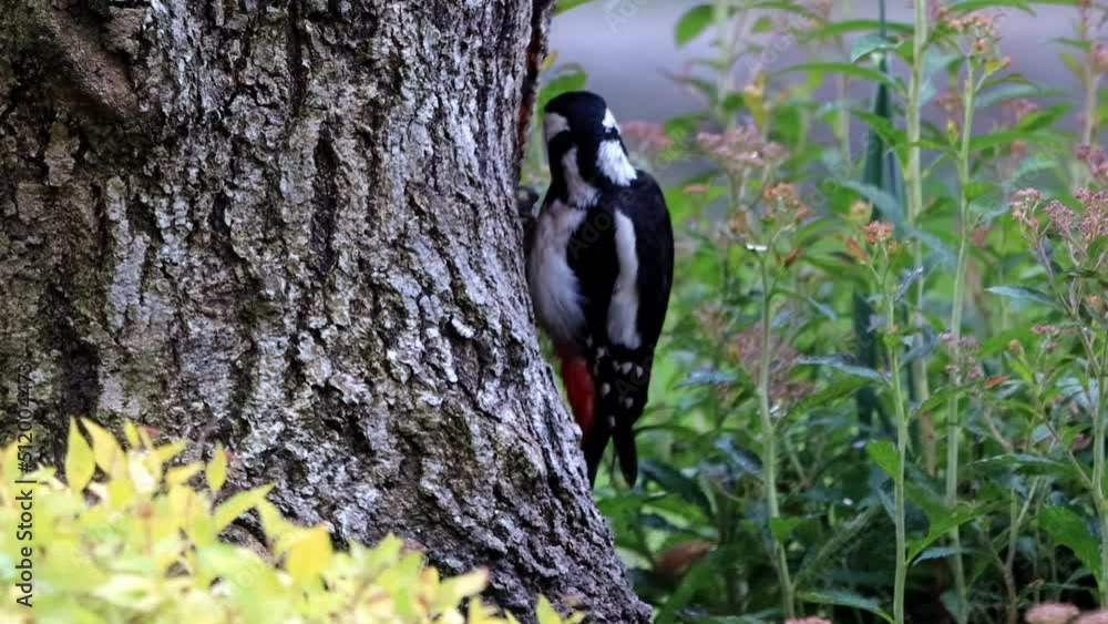 bird great spotted woodpecker in action
bird great spotted woodpecker in action