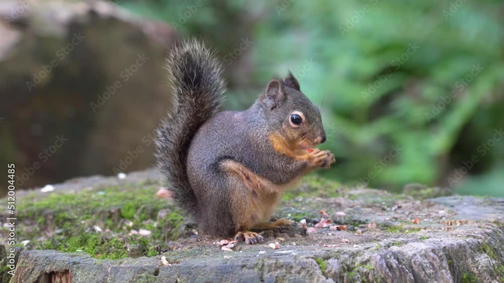 Portrait of a Grey squirrel eating nut on a tree trunk in the forest. Portrait of a Grey squirrel eating nut on a tree trunk in the forest.