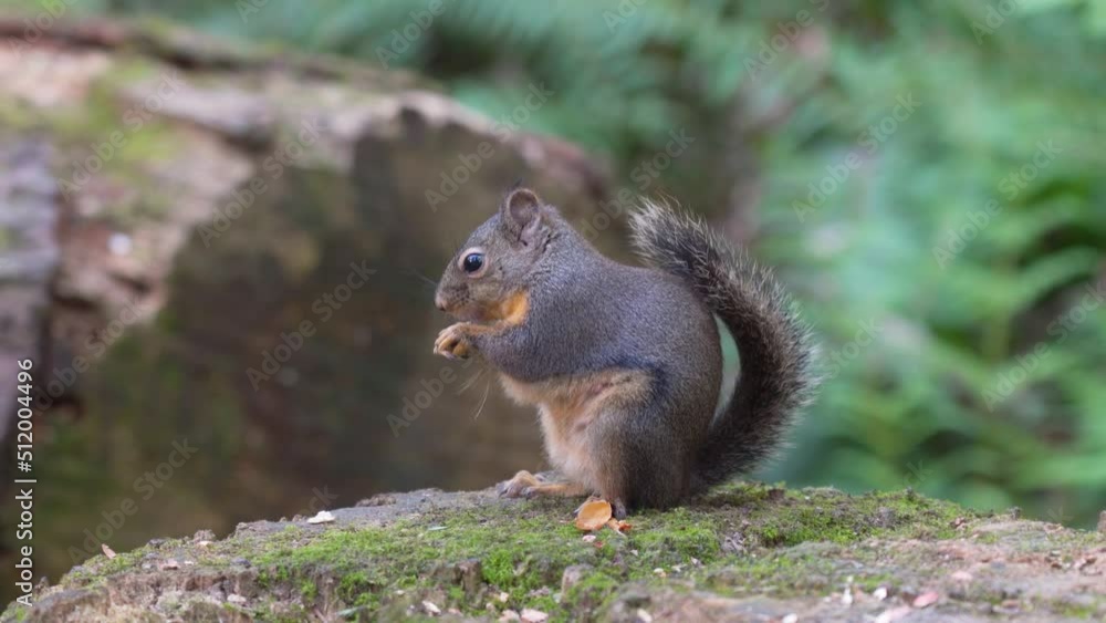 Grey squirrel eating nut and calling on a tree trunk in the forest. Grey squirrel eating nut and calling on a tree trunk in the forest.