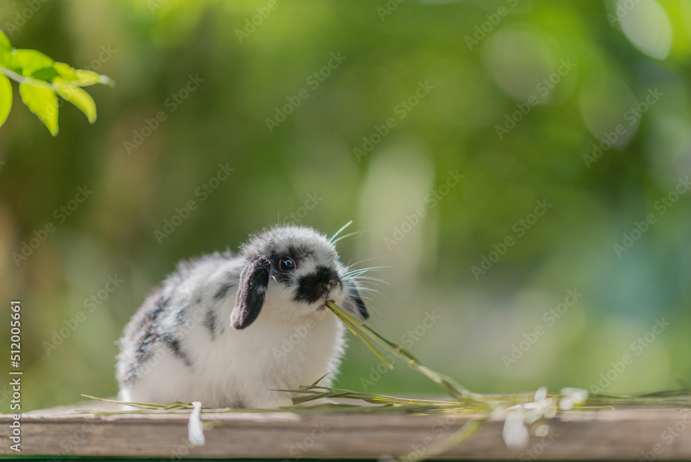 Fototapeta premium rabbit eating grass with bokeh background, bunny pet, holland lop 