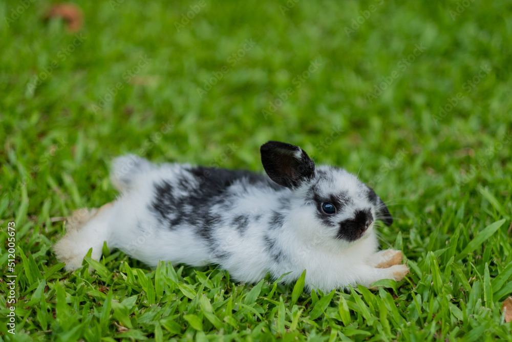 rabbit, bunny pet with blur background, animals
