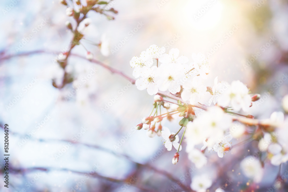 Spring flowering at sunset. White flower on the tree. Apple and cherry blossoms. Spring flowering at sunset. White flower on the tree. Apple and cherry blossoms.