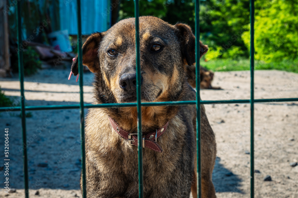 Dog in animal shelter waiting for adoption. Portrait of homeless dog in animal shelter cage. Dog in animal shelter waiting for adoption. Portrait of homeless dog in animal shelter cage.